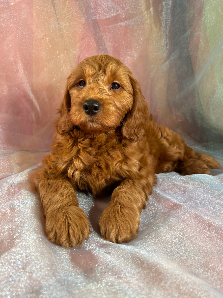 Dark Red F1b Mini Goldendoodle Female for Sale DOB 4-28-2024 $1200